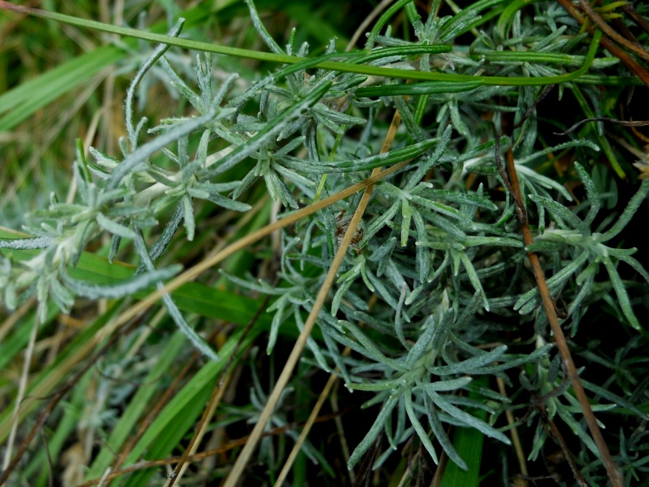 Helicrhysum italicum subsp. italicum / Perpetuini d''Italia